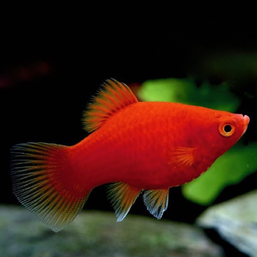 Platies