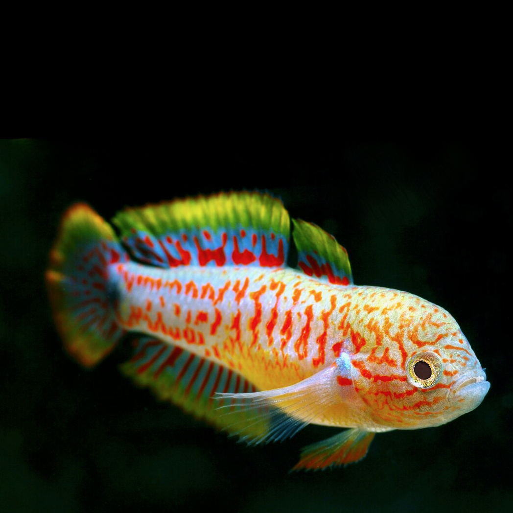 Gobies