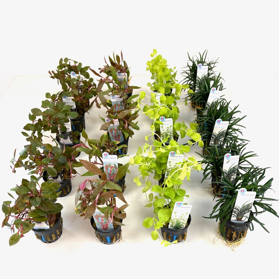 Planten kwekerij 2