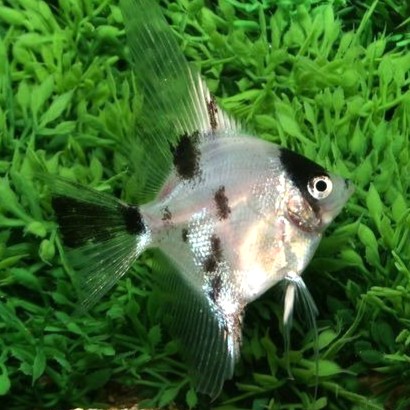 Pt.scalare-Maanvis dalmatien 3-3,5 cm.