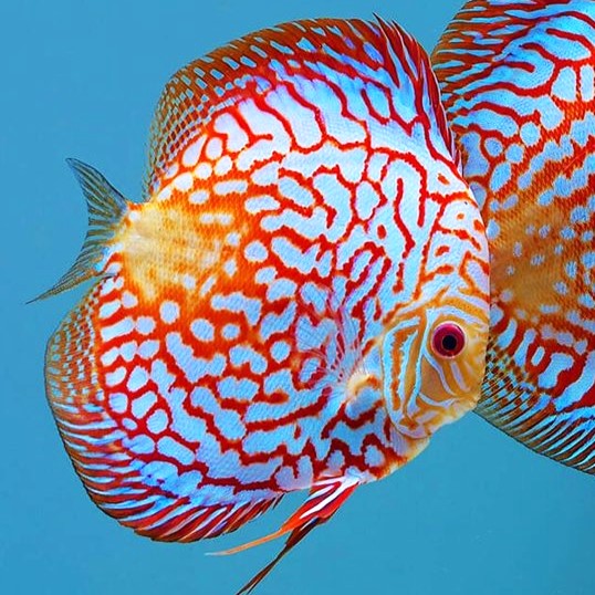 S.discus   Discus checkerboard pig. 6-7