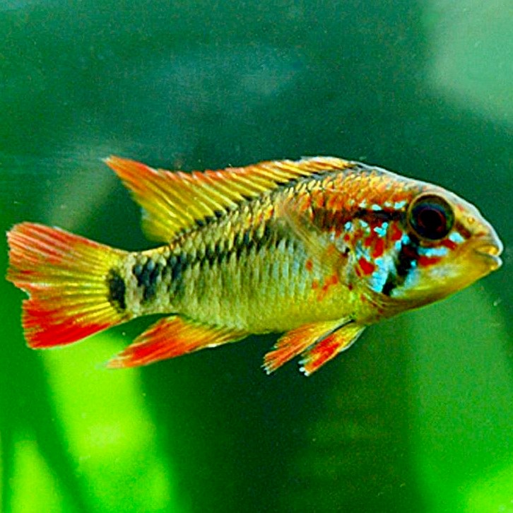 Apistogramma macmasteri ML