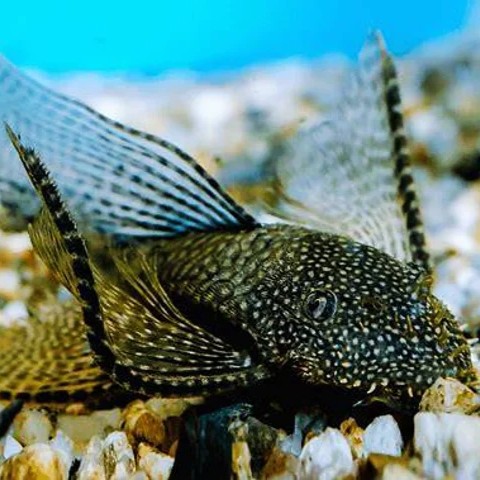Ancistrus temmincki black longfin 3 cm.