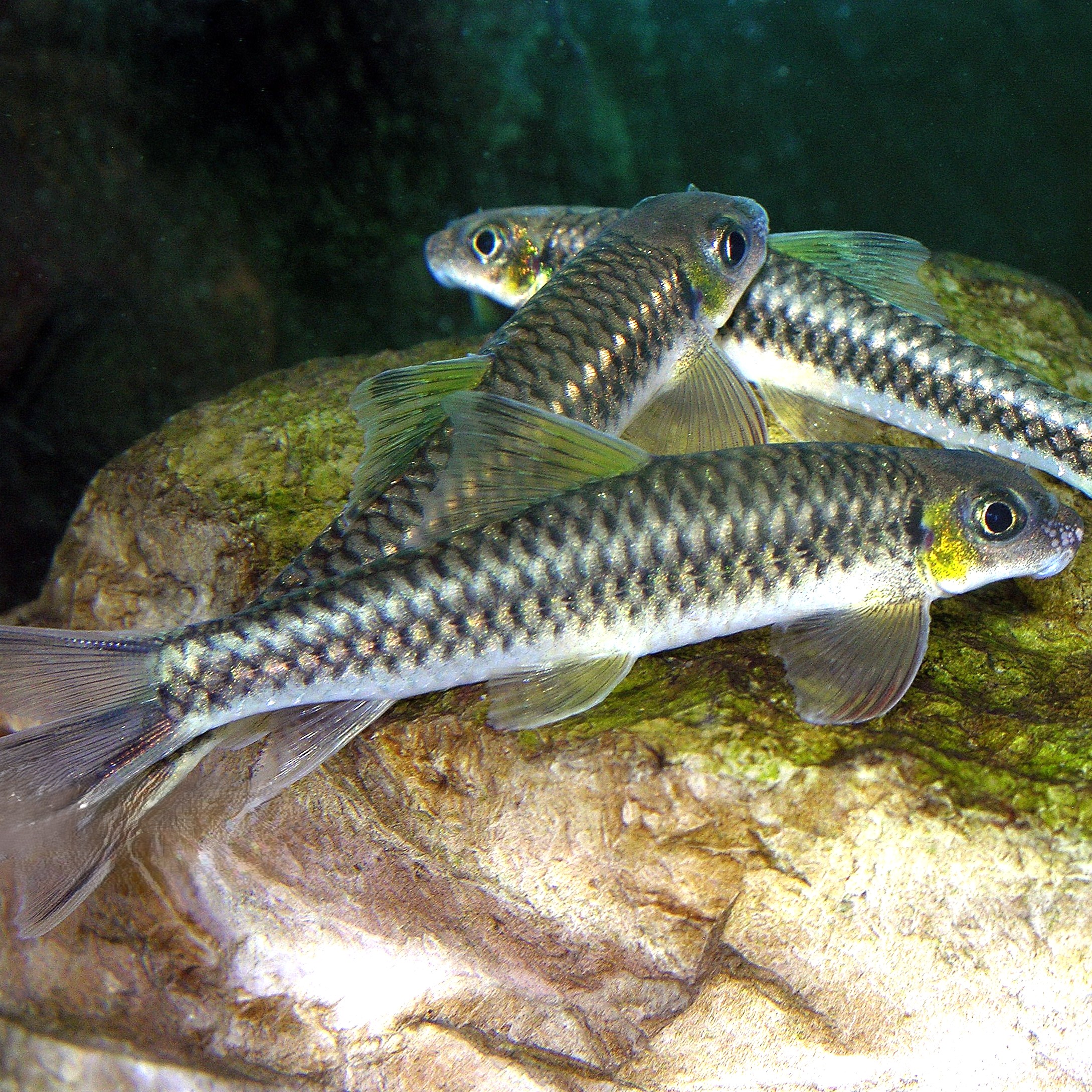 Paracrossochilus vittatus 6-7 cm.