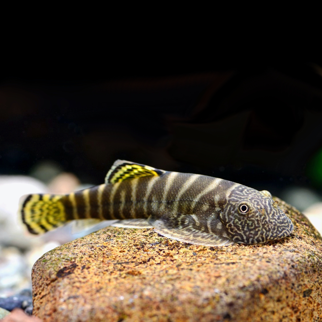 Gastromyzon viriosus M