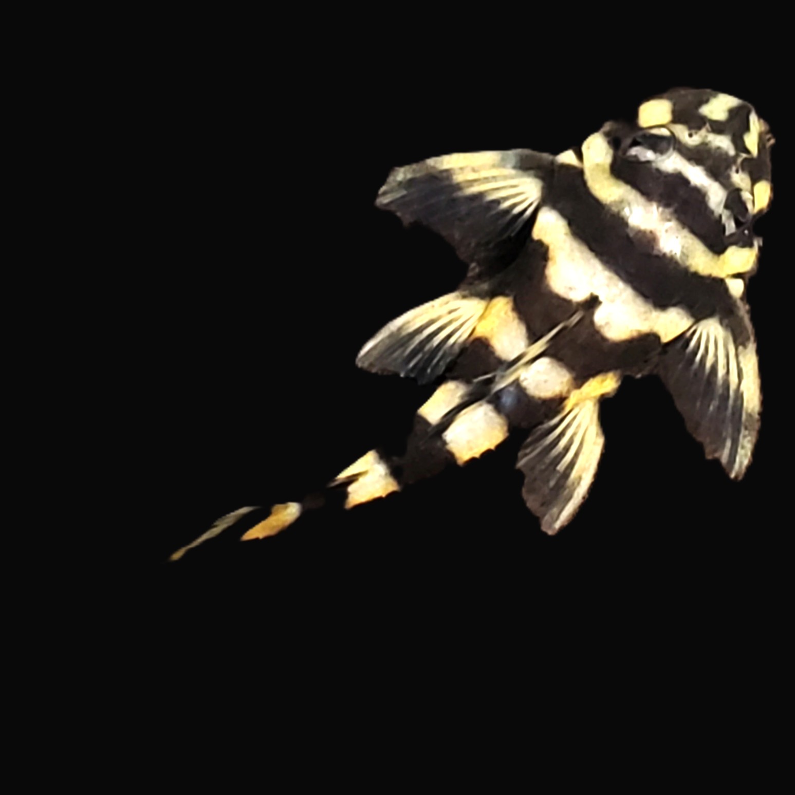 Deckeyseria pulchra L-169