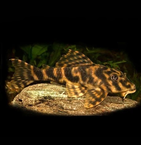 Peckoltia vittata clown L-103