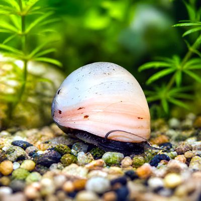 Neritina pulligera white #