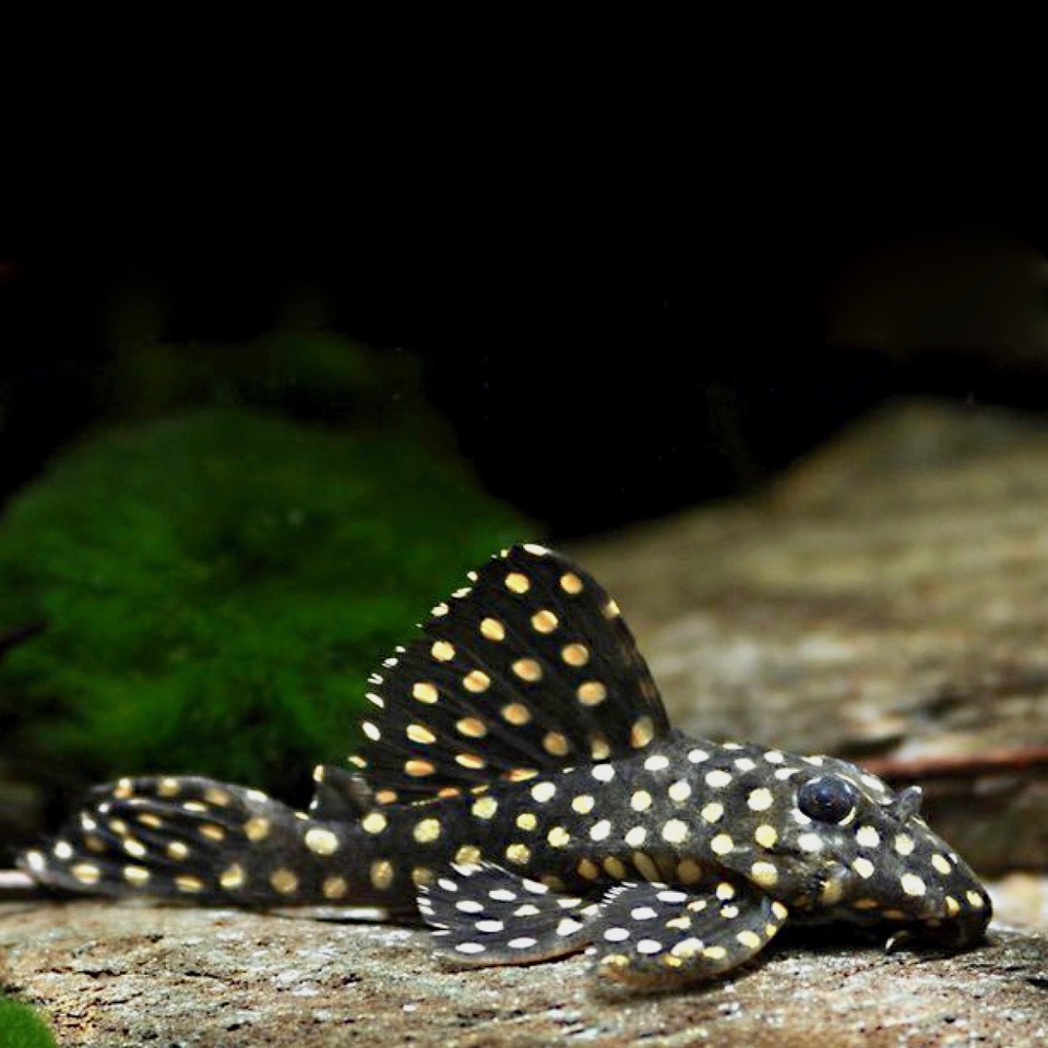 Hypancistrus inspector L-201 M