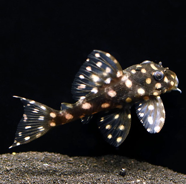 Hypancistrus sp. L-471