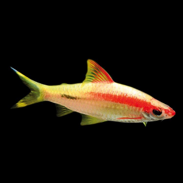 Puntius denisoni Torpedo barbeel SM