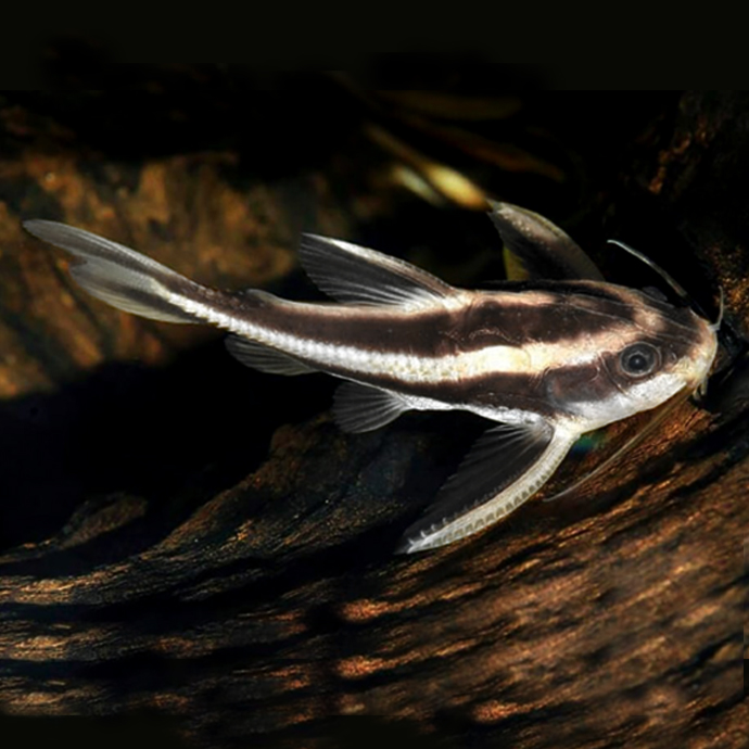 Platydoras costatus 3-4 cm.