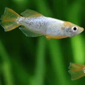 Oryzias latipes tomoki  3 cm.
