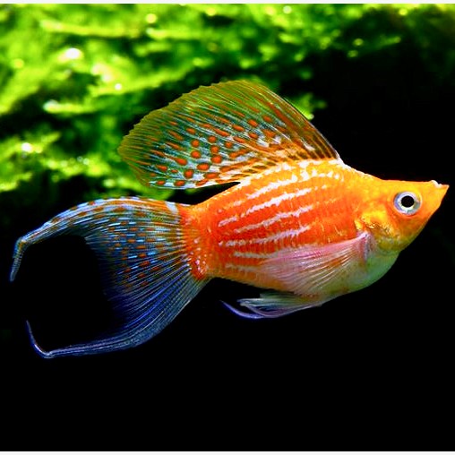 Poec.sphenops   Ballonmolly golddust M