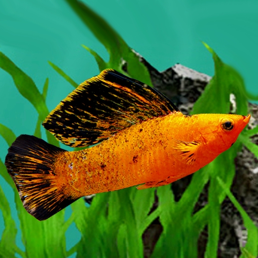Poec.velifera  Red leopard lierstaart ML