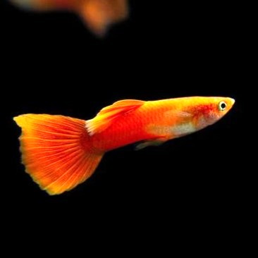 Guppy red moscow
