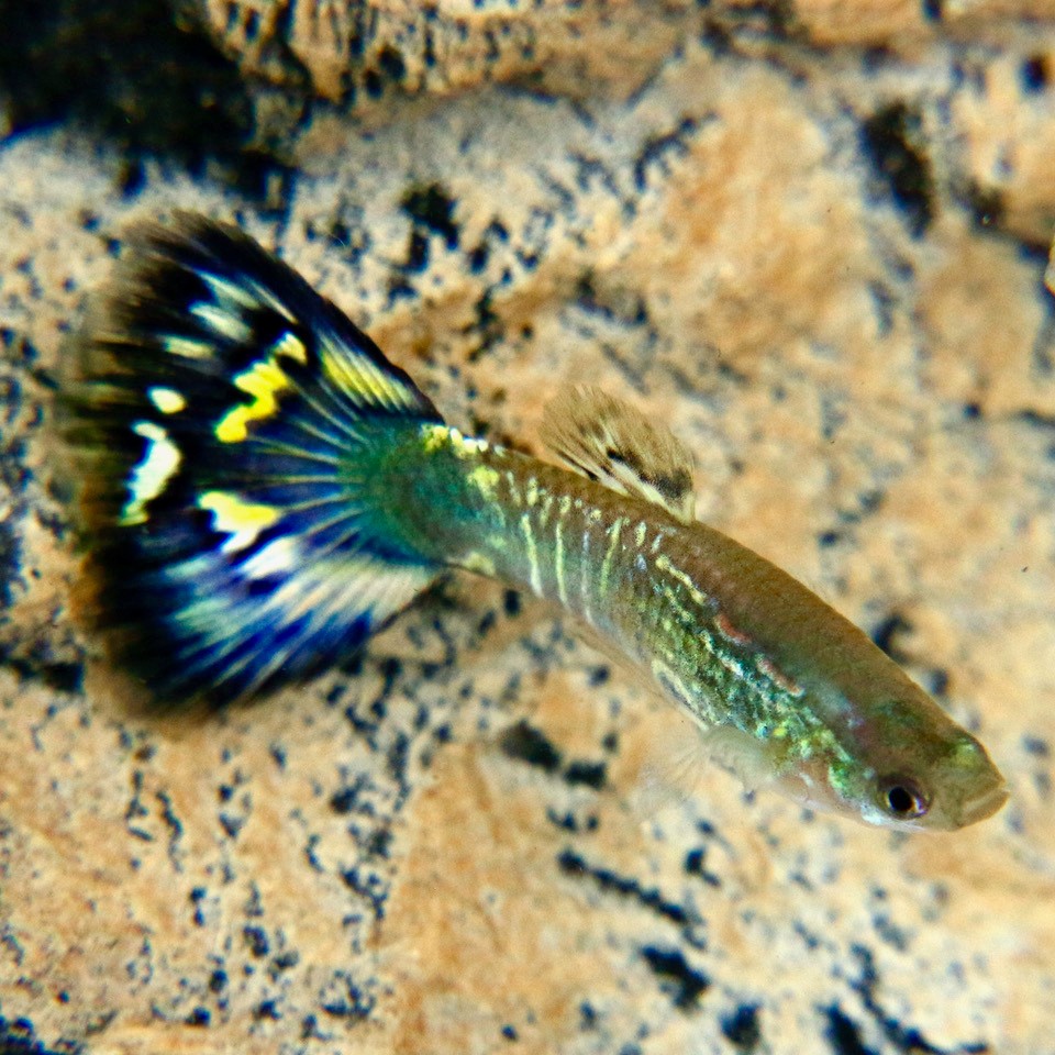 Poecilia ret.-Guppy blue mosaic  3,5 cm.