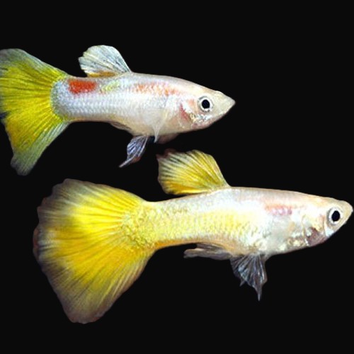 Poecilia ret.   Guppy micariff yellow M