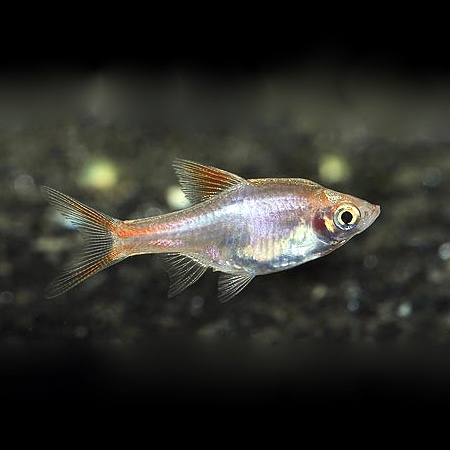 Rasb.heteromorpha   Kegelvlek goud M