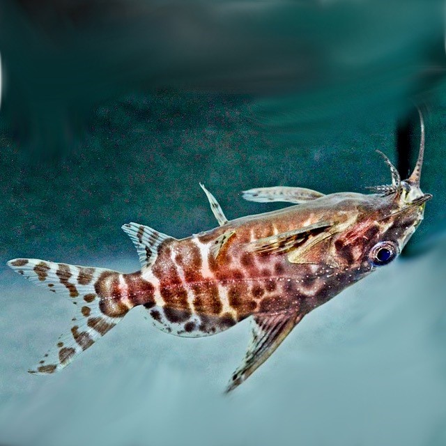 Synodontis eupterus   Rugzwemmer 3,5-4
