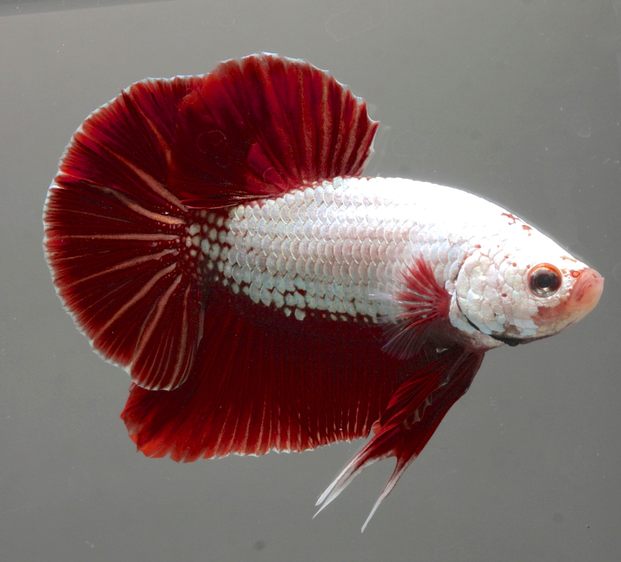 Betta splendens   Betta dragon XL