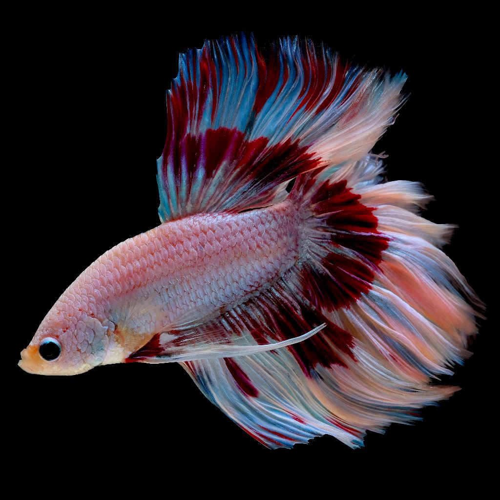 Betta man Halfmoon mix special