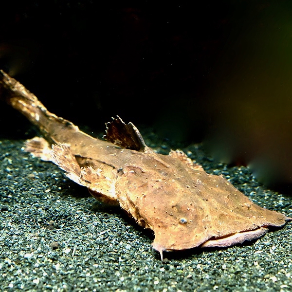 Chaca bankanensis   Kikkerbekvisje 15 cm