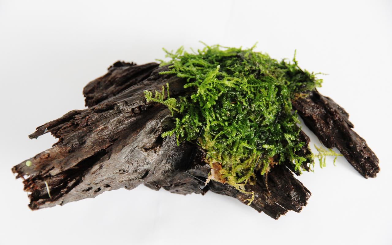 Vesicularia moss on driftwood S Bijzonderheden Reptifood
