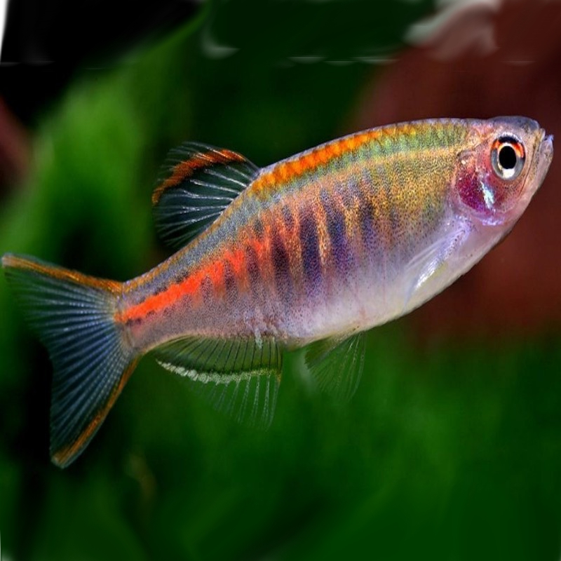 Danio choprae   Birma danio M