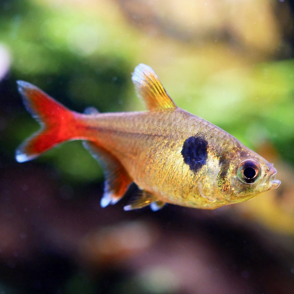 Megalamph.roceus   Gele fantoomzalm 2,3