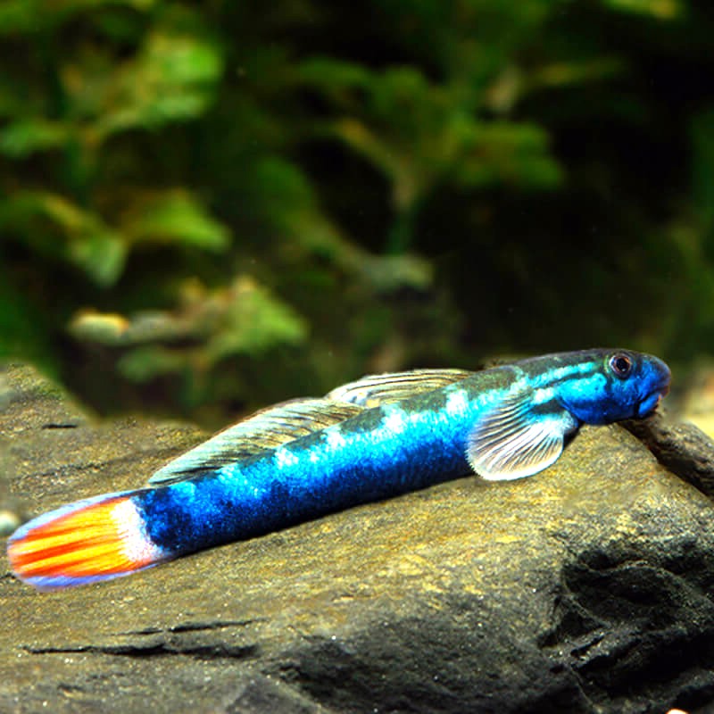 Sicyopterus lagocephalus 4 cm.