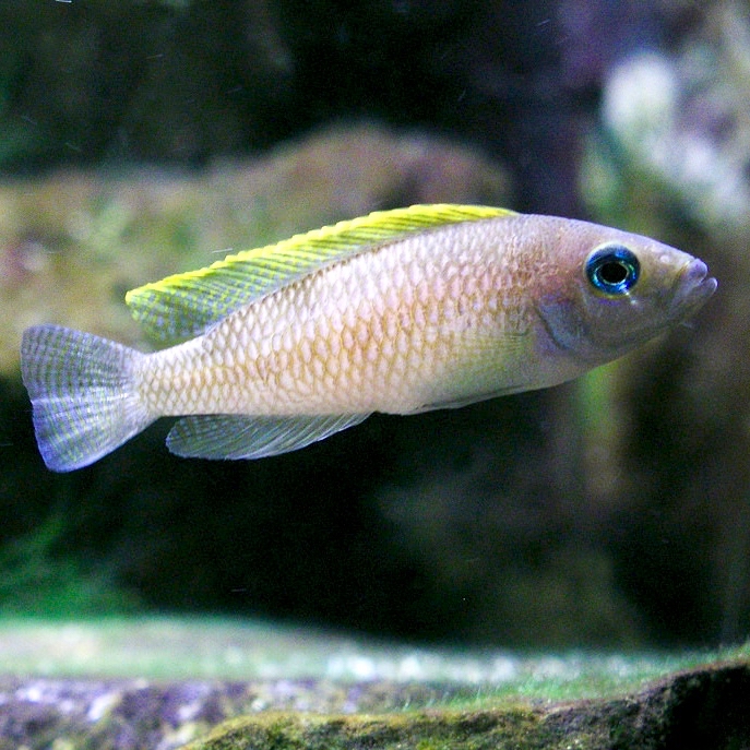 Neolamprologus caudopunctatus 3-4 cm