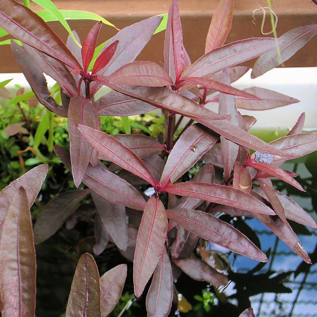 Alternanthera sessilis in pot