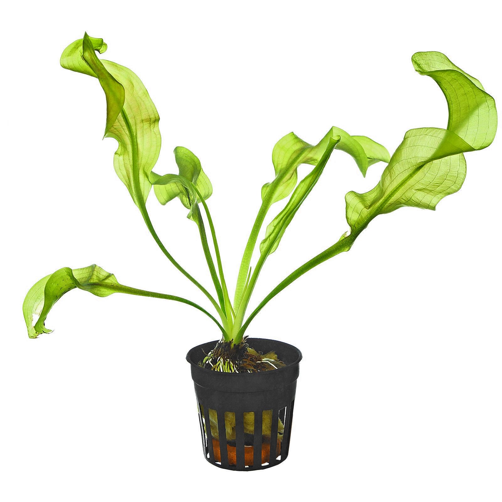 Aponogeton ulvaceus in pot