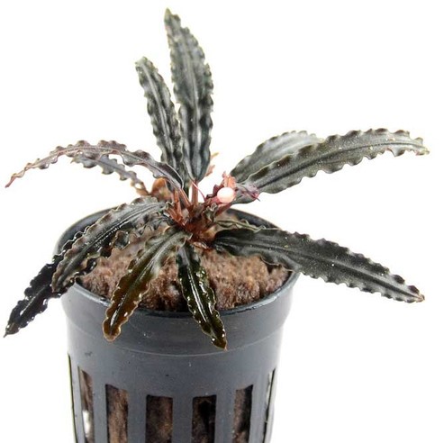 Bucephalandra red central (cuttin in pot