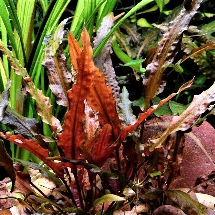 Cryptocoryne walkerii in pot