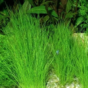 Eleocharis acicularis in pot Reptifood