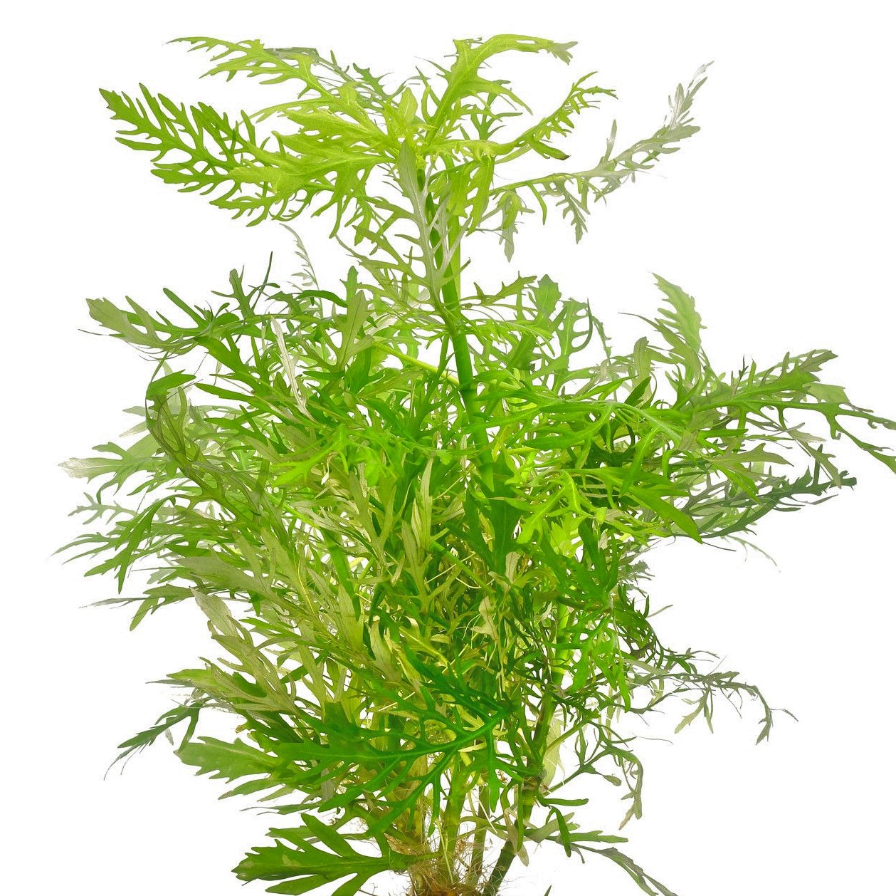Hygrophila difformis pot nakweek