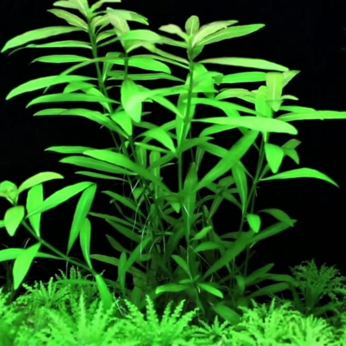 Hygrophila polysperma in pot