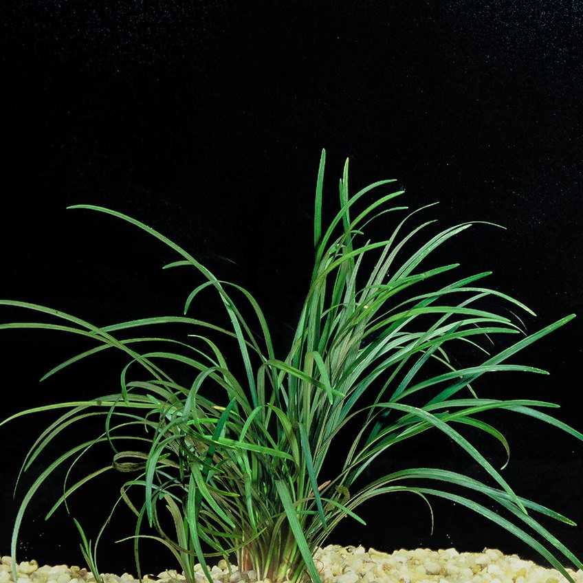 Ophiopogon japonica in pot