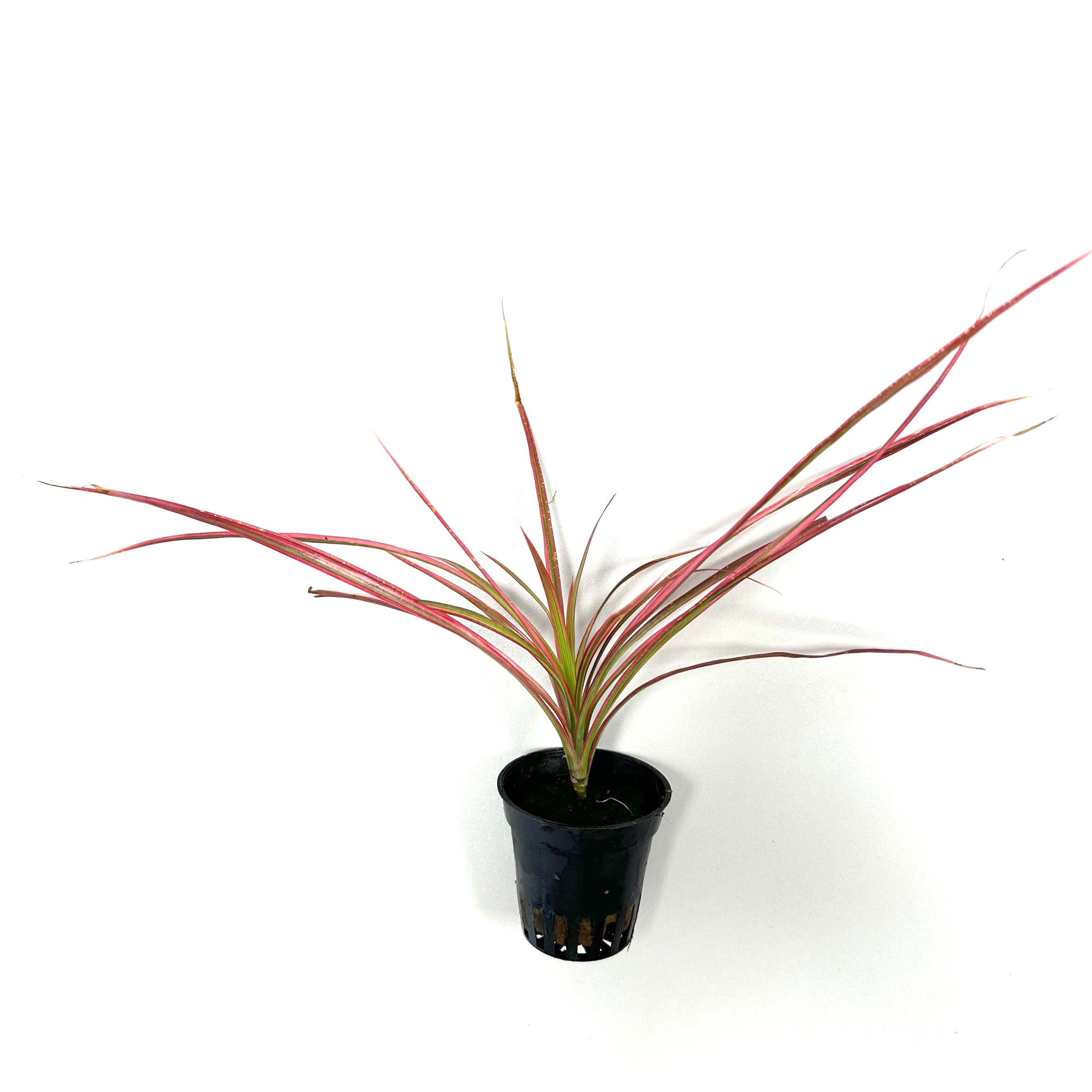 Dracena marginata red in pot