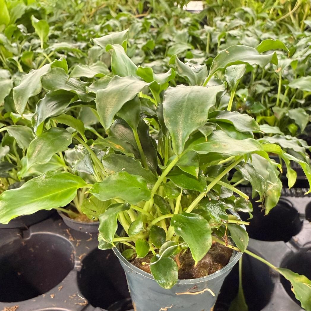 Schismatoglottis preitoi in pot  @