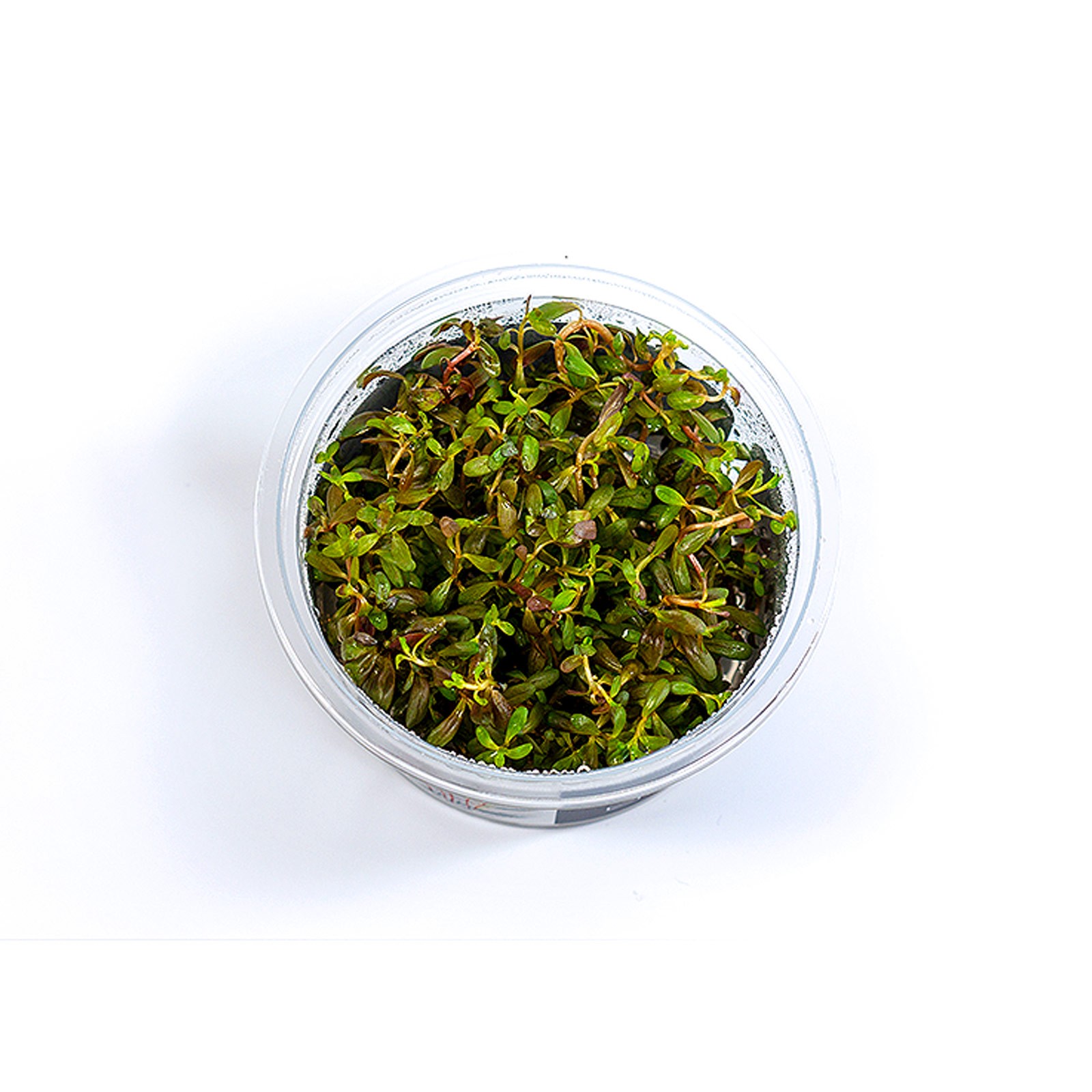 Rotala sp. Yao Yai Epaqvitro 100 ml.