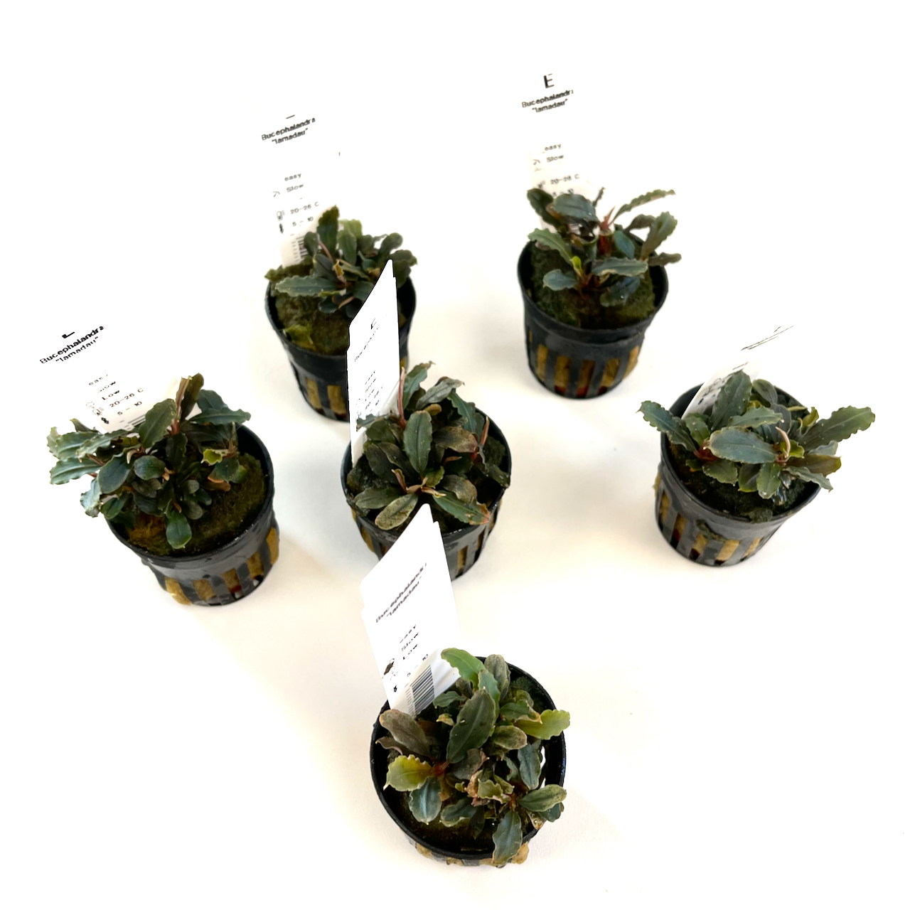 Bucephelandra mix in pot
