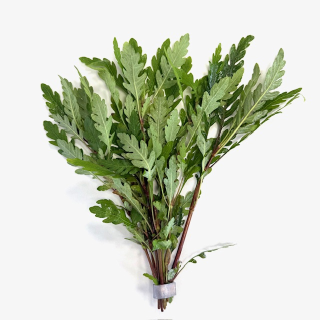 Hygrophila pinnatifida in bundel