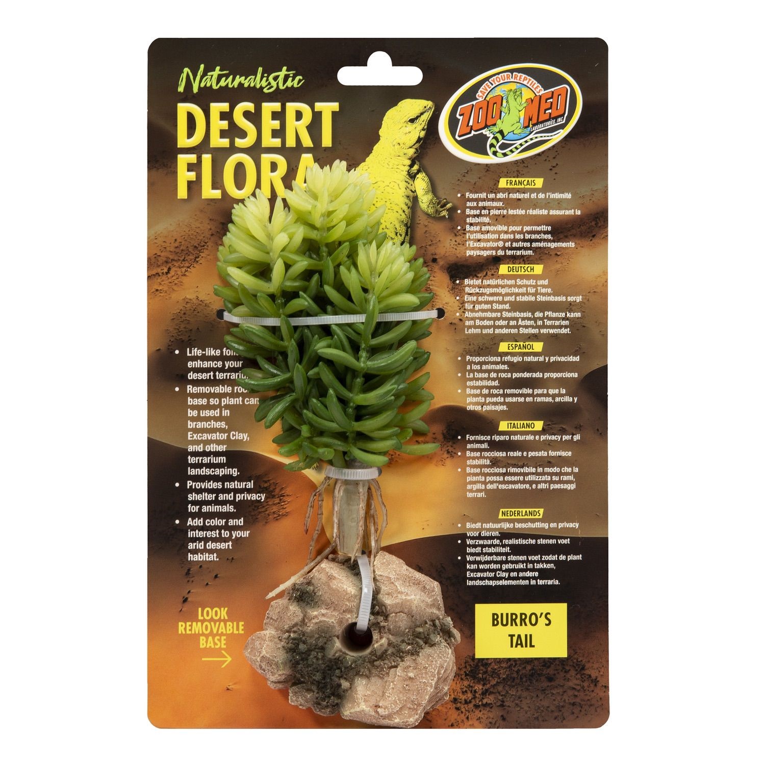 Desert Flora – Burro’s Tail