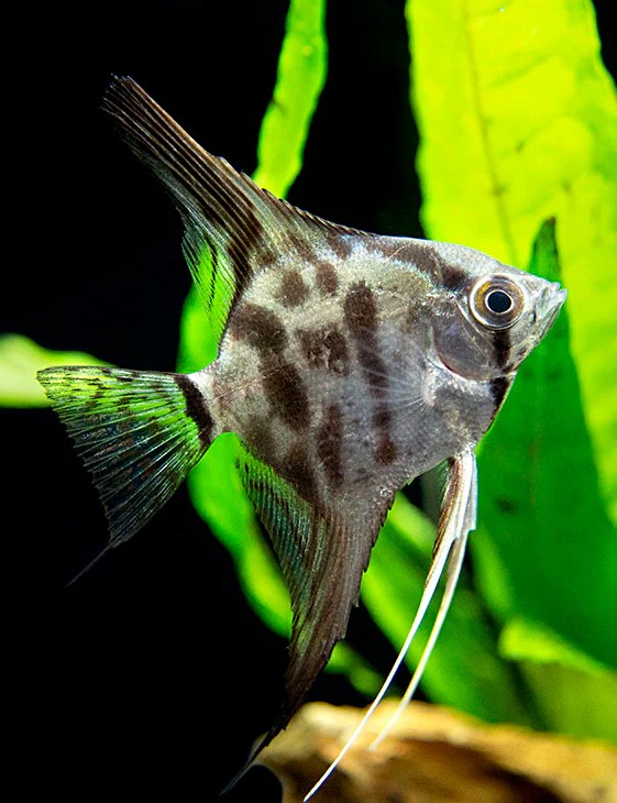 Pt.scalare   Maanvis clown SM