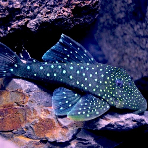 Ancistrinae genibarbis L128 M
