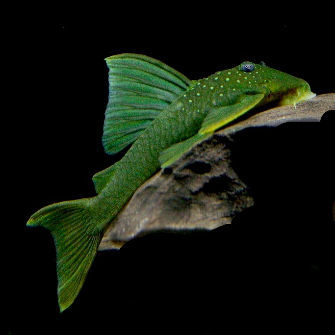 Baryancistrus demantoides  L200 M