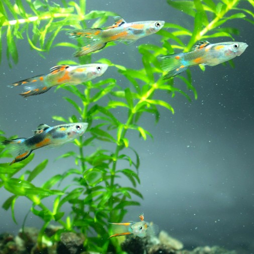 Poecilia ret.   Guppy endler mix @